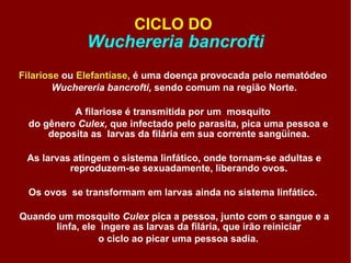 CICLO DO  Wuchereria bancrofti Filariose  ou  Elefantíase ,  é uma doença provocada pelo nematódeo   Wuchereria bancrofti,  sendo comum na região Norte. A filariose é transmitida por um  mosquito  do gênero  Culex,  que infectado pelo parasita, pica uma pessoa e deposita as  larvas da filária em sua corrente sangüínea.  As larvas atingem o sistema linfático, onde tornam-se adultas e reproduzem-se sexuadamente, liberando ovos.  Os ovos  se transformam em larvas ainda no sistema linfático.  Quando um mosquito  Culex  pica a pessoa, junto com o sangue e a linfa, ele  ingere as larvas da filária, que irão reiniciar  o ciclo ao picar uma pessoa sadia. 