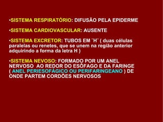 SISTEMA RESPIRATÓRIO : DIFUSÃO PELA EPIDERME SISTEMA CARDIOVASCULAR : AUSENTE SISTEMA EXCRETOR : TUBOS EM ¨H¨ ( duas células paralelas ou renetes, que se unem na região anterior adquirindo a forma da letra H ) SISTEMA NEVOSO : FORMADO POR UM ANEL NERVOSO  AO REDOR DO ESÔFAGO E DA FARINGE (  ANEL PERIESOFÁGICO OU PERIFARINGEANO  ) DE ONDE PARTEM CORDÕES NERVOSOS 