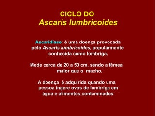 CICLO DO  Ascaris lumbricoides Ascaridíase : é uma doença provocada  pelo  Ascaris lumbricoides , popularmente  conhecida como lombriga. Mede cerca de 20 a 50 cm, sendo a fêmea  maior que o  macho. A doença   é adquirida quando uma  pessoa ingere ovos de lombriga em  água e alimentos contaminados .   