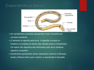 » Os nematódeos parasitas apresentam corpo revestido por
camada resistente.
» O alimento é ingerido pela boca. A digestão começa no
intestino e completa-se dentro das células (extra e intracelular).
Os restos não digeridos são eliminados pelo ânus (sistema
digestivo completo).
» Geralmente apresentam sexos separados (machos e fêmeas),
sendo a fêmea maior que o macho; a reprodução é sexuada.
 