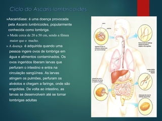 »Ascaridíase: é uma doença provocada
pela Ascaris lumbricoides, popularmente
conhecida como lombriga.
» Mede cerca de 20 a 50 cm, sendo a fêmea
maior que o macho.
» A doença é adquirida quando uma
pessoa ingere ovos de lombriga em
água e alimentos contaminados. Os
ovos ingeridos liberam larvas que
perfuram o intestino e entra na
circulação sangüínea. As larvas
atingem os pulmões, perfuram os
alvéolos e chegam a faringe, onde são
engolidas. De volta ao intestino, as
larvas se desenvolvem até se tornar
lombrigas adultas
 