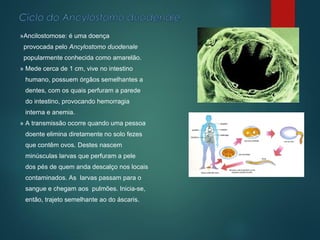 »Ancilostomose: é uma doença
provocada pelo Ancylostomo duodenale
popularmente conhecida como amarelão.
» Mede cerca de 1 cm, vive no intestino
humano, possuem órgãos semelhantes a
dentes, com os quais perfuram a parede
do intestino, provocando hemorragia
interna e anemia.
» A transmissão ocorre quando uma pessoa
doente elimina diretamente no solo fezes
que contêm ovos. Destes nascem
minúsculas larvas que perfuram a pele
dos pés de quem anda descalço nos locais
contaminados. As larvas passam para o
sangue e chegam aos pulmões. Inicia-se,
então, trajeto semelhante ao do áscaris.
 