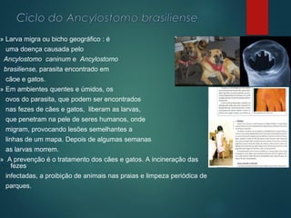 » Larva migra ou bicho geográfico : é
uma doença causada pelo
Ancylostomo caninum e Ancylostomo
brasiliense, parasita encontrado em
cãoe e gatos.
» Em ambientes quentes e úmidos, os
ovos do parasita, que podem ser encontrados
nas fezes de cães e gatos, liberam as larvas,
que penetram na pele de seres humanos, onde
migram, provocando lesões semelhantes a
linhas de um mapa. Depois de algumas semanas
as larvas morrem.
» A prevenção é o tratamento dos cães e gatos. A incineração das
fezes
infectadas, a proibição de animais nas praias e limpeza periódica de
parques.
 
