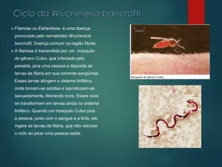 » Filariose ou Elefantíase, é uma doença
provocada pelo nematódeo Wuchereria
bancrofti. Doença comum na região Norte.
» A filariose é transmitida por um mosquito
do gênero Culex, que infectado pelo
parasita, pica uma pessoa e deposita as
larvas da filária em sua corrente sangüínea.
Essas larvas atingem o sistema linfático,
onde tornam-se adultas e reproduzem-se
sexuadamente, liberando ovos. Esses ovos
se transformam em larvas ainda no sistema
linfático. Quando um mosquito Culex pica
a pessoa, junto com o sangue e a linfa, ele
ingere as larvas da filária, que irão reiniciar
o ciclo ao picar uma pessoa sadia.
 