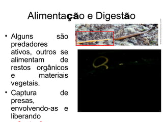 Alimentação e Digestão
• Alguns são
predadores
ativos, outros se
alimentam de
restos orgânicos
e materiais
vegetais.
• Captura de
presas,
envolvendo-as e
liberando
www.asnailsodyssey.com
 