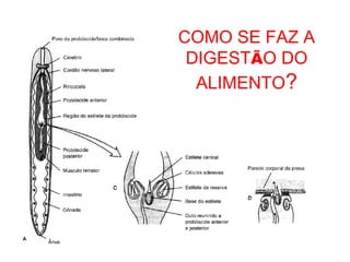 COMO SE FAZ A
DIGESTÃO DO
ALIMENTO?
 