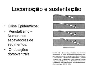 Locomoção e sustentação
• Cílios Epidérmicos;
• Peristaltismo –
Nemertinos
escavadores de
sedimentos;
• Ondulações
dorsoventrais;
 