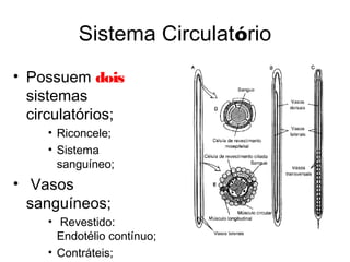 Sistema Circulatório
• Possuem dois
sistemas
circulatórios;
• Riconcele;
• Sistema
sanguíneo;
• Vasos
sanguíneos;
• Revestido:
Endotélio contínuo;
• Contráteis;
 
