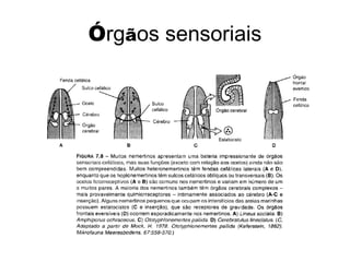 Órgãos sensoriais
 