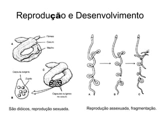 Reprodução e Desenvolvimento
São dióicos, reprodução sexuada. Reprodução assexuada, fragmentação.
 