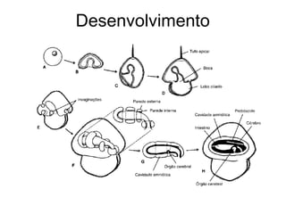 Desenvolvimento
 