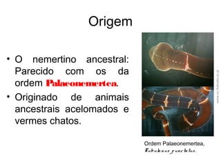 Origem
• O nemertino ancestral:
Parecido com os da
ordem Palaeonemertea.
• Originado de animais
ancestrais acelomados e
vermes chatos.
www.sci.hokudai.ac.jp
Ordem Palaeonemertea,
Tubulanus punctatus.
 