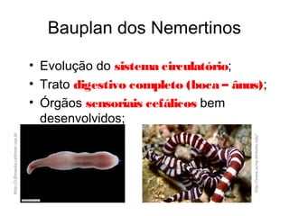 Bauplan dos Nemertinos
• Evolução do sistema circulatório;
• Trato digestivo completo (boca – ânus);
• Órgãos sensoriais cefálicos bem
desenvolvidos;
http://www.ucmp.berkeley.edu/
http://cifonauta.cebimar.usp.br
 