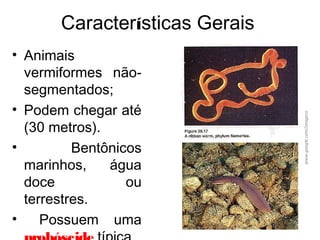 Características Gerais
• Animais
vermiformes não-
segmentados;
• Podem chegar até
(30 metros).
• Bentônicos
marinhos, água
doce ou
terrestres.
• Possuem uma
www.google.com/imagens
 