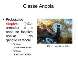 Classe Anopla
• Probóscide
simples (não-
armada) e a
boca se localiza
abaixo do
gânglio cerebral.
• Ordem
palaeonemertea
• Ordem
heteronemertea.
No to spe rm us tricuspidatus
http://www.michiganreefers.com
 