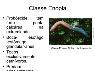Classe Enopla
• Probóscide tem
forte ponta
calcárea na
extremidade.
• Boca- esôfago
-estômago
glandular-ânus;
• Todos
exclusivamente
carnívoros.
• Predam
www.pbase.com
Classe Enopla, Ordem Hoplonemertia.
 