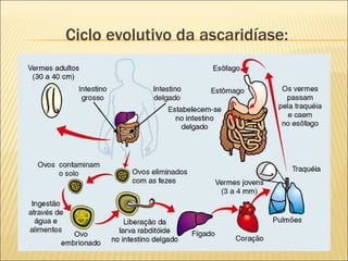 Ciclo evolutivo da ascaridíase:
 