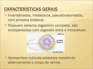  Invertebrados, triblásticos, pseudocelomados,
  com simetria bilateral.
 Possuem sistema digestório completo, são
  endoparasitas com digestão extra e intracelular.




   Apresentam cutícula protetora revestindo
    externamente o corpo do verme.
 