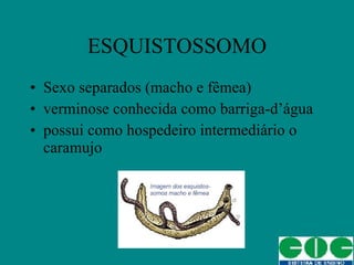 ESQUISTOSSOMO Sexo separados (macho e fêmea) verminose conhecida como barriga-d’água possui como hospedeiro intermediário o caramujo 