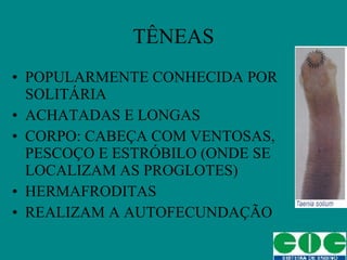TÊNEAS POPULARMENTE CONHECIDA POR SOLITÁRIA ACHATADAS E LONGAS CORPO: CABEÇA COM VENTOSAS, PESCOÇO E ESTRÓBILO (ONDE SE LOCALIZAM AS PROGLOTES) HERMAFRODITAS REALIZAM A AUTOFECUNDAÇÃO 