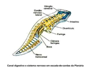 Canal digestivo e sistema nervoso em escada-de-cordas da Planária 