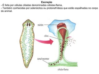Excreção - É feita por células ciliadas denominadas células-flama,  - Também conhecidas por solenócitos ou protonefrídeos que estão espalhadas no corpo do animal.  