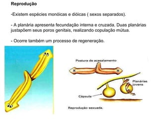 Reprodução  Existem espécies monóicas e dióicas ( sexos separados).  - A planária apresenta fecundação interna e cruzada. Duas planárias  justapõem seus poros genitais, realizando copulação mútua.  - Ocorre também um processo de regeneração. 