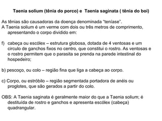 Taenia solium (tênia do porco) e  Taenia saginata ( tênia do boi) As tênias são causadoras da doença denominada “teníase”. A Taenia solium é um verme com dois ou três metros de comprimento, apresentando o corpo dividido em: cabeça ou escólex – estrutura globosa, dotada de 4 ventosas e um circulo de ganchos fixos no centro, que constitui o rostro. As ventosas e o rostro permitem que o parasita se prenda na parede intestinal do hospedeiro; b) pescoço, ou colo – região fina que liga a cabeça ao corpo. c) Corpo, ou estróbilo – região segmentada portadora de anéis ou proglotes, que são gerados a partir do colo. OBS: A Taenia saginata é geralmente maior do que a Taenia solium; é destituída de rostro e ganchos e apresenta escólex (cabeça) quadrangular. 