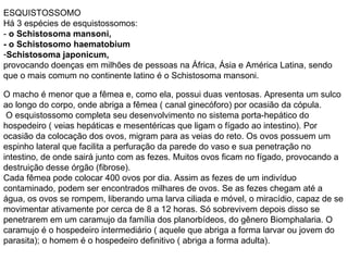 ESQUISTOSSOMO Há 3 espécies de esquistossomos:  -  o Schistosoma mansoni,   - o Schistosomo haematobium   Schistosoma japonicum,   provocando doenças em milhões de pessoas na África, Ásia e América Latina, sendo que o mais comum no continente latino é o Schistosoma mansoni. O macho é menor que a fêmea e, como ela, possui duas ventosas. Apresenta um sulco ao longo do corpo, onde abriga a fêmea ( canal ginecóforo) por ocasião da cópula. O esquistossomo completa seu desenvolvimento no sistema porta-hepático do hospedeiro ( veias hepáticas e mesentéricas que ligam o fígado ao intestino). Por ocasião da colocação dos ovos, migram para as veias do reto. Os ovos possuem um espinho lateral que facilita a perfuração da parede do vaso e sua penetração no intestino, de onde sairá junto com as fezes. Muitos ovos ficam no fígado, provocando a destruição desse órgão (fibrose). Cada fêmea pode colocar 400 ovos por dia. Assim as fezes de um indivíduo contaminado, podem ser encontrados milhares de ovos. Se as fezes chegam até a água, os ovos se rompem, liberando uma larva ciliada e móvel, o miracídio, capaz de se movimentar ativamente por cerca de 8 a 12 horas. Só sobrevivem depois disso se penetrarem em um caramujo da família dos planorbídeos, do gênero Biomphalaria. O caramujo é o hospedeiro intermediário ( aquele que abriga a forma larvar ou jovem do parasita); o homem é o hospedeiro definitivo ( abriga a forma adulta).  