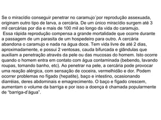 Se o miracídio conseguir penetrar no caramujo´por reprodução assexuada, originam outro tipo de larva, a cercária. De um único miracídio surgem até 3 mil cercárias por dia e mais de 100 mil ao longo da vida do caramujo. Essa rápida reprodução compensa a grande mortalidade que ocorre durante  a passagem de um parasita de um hospedeiro para outro. A cercária abandona o caramujo e nada na água doce. Tem vida livre de até 2 dias, aproximadamente, e possui 2 ventosas, cauda bifurcada e glândulas que auxiliam a penetração através da pele ou das mucosas do homem. Isto ocorre quando o homem entra em contato com água contaminada (bebendo, lavando roupas, tomando banho, etc). Ao penetrar na pele, a cercária pode provocar uma reação alérgica, com sensação de coceira, vermelhidão e dor. Podem ocorrer problemas no fígado (hepatite), baço e intestino, ocasionando diarréias, deres abdominais e emagrecimento. O baço e fígado crescem, aumentam o volume da barriga e por isso a doença é chamada popularmente de “barriga-d’água”. 