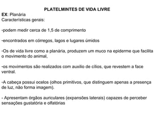 PLATELMINTES DE VIDA LIVRE EX : Planária Características gerais: podem medir cerca de 1,5 de comprimento encontrados em córregos, lagos e lugares úmidos Os de vida livre como a planária, produzem um muco na epiderme que facilita o movimento do animal,  os movimentos são realizados com auxilio de cílios, que revestem a face ventral.  A cabeça possui ocelos (olhos primitivos, que distinguem apenas a presença de luz, não forma imagem). - Apresentam órgãos auriculares (expansões laterais) capazes de perceber sensações gustatória e olfatórias 