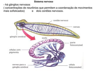 Sistema nervoso - há gânglios nervosos  ( concentrações de neurônios que permitem a coordenação de movimentos mais sofisticados)  e  dois cordões nervosos. 