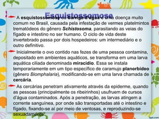 A esquistossomose ou barriga d’água é uma doença muito
comum no Brasil, causada pela infestação de vermes platelmintos
trematódeos do gênero Schistosoma, parasitando as veias do
fígado e intestino no ser humano. O ciclo de vida deste
invertebrado passa por dois hospedeiros: um intermediário e o
outro definitivo.
Inicialmente o ovo contido nas fezes de uma pessoa contamina,
depositado em ambientes aquáticos, se transforma em uma larva
aquática ciliada denominada miracídio. Essa se instala
temporariamente em um tipo específico de caramujo planorbídeo
(gênero Biomphalaria), modificando-se em uma larva chamada de
cercária.
As cercárias penetram ativamente através da epiderme, quando
as pessoas (principalmente os ribeirinhos) usufruem de cursos
d’água contaminados. Após a penetração, as larvas atingem a
corrente sanguínea, por onde são transportadas até o intestino e
fígado, fixando-se aí por meio de ventosas, e reproduzindo-se
sexuadamente.
 