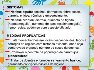 SINTOMAS
Na fase aguda: coceiras, dermatites, febre, tosse,
diarreia, enjôos, vômitos e emagrecimento.
Na fase crônica: diarréia, aumento do fígado
(hepatomegalia), aumento do baço (esplenomegalia),
hemorragias, abdômen com aspecto dilatado.
MEDIDAS PROFILÁTICAS
Evitar tomar banhos em locais desconhecidos, lagos e
córregos de regiões com histórico evidente, onde seja
comprovado o grande número de casos da doença;
Promover o controle da população de caramujos
planorbídeos;
Tratar os doentes e fornecer saneamento básico,
garantindo condições básicas de higiene
 