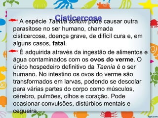 A espécie Taenia solium pode causar outra
parasitose no ser humano, chamada
cisticercose, doença grave, de difícil cura e, em
alguns casos, fatal.
É adquirida através da ingestão de alimentos e
água contaminados com os ovos do verme. O
único hospedeiro definitivo da Taenia é o ser
humano. No intestino os ovos do verme são
transformados em larvas, podendo se descolar
para várias partes do corpo como músculos,
cérebro, pulmões, olhos e coração. Pode
ocasionar convulsões, distúrbios mentais e
cegueira.
 