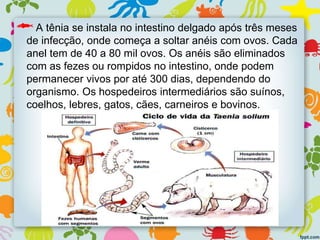 A tênia se instala no intestino delgado após três meses
de infecção, onde começa a soltar anéis com ovos. Cada
anel tem de 40 a 80 mil ovos. Os anéis são eliminados
com as fezes ou rompidos no intestino, onde podem
permanecer vivos por até 300 dias, dependendo do
organismo. Os hospedeiros intermediários são suínos,
coelhos, lebres, gatos, cães, carneiros e bovinos.
 