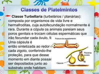 Classe Turbellaria (turbelários / planárias):
composta por organismos de vida livre e
hermafroditas, cuja autofecundação normalmente é
rara. Durante a cópula os animais pareiam seus
poros genitais e trocam células espermáticas que
irão fecundar cada óvulo, formando vários zigotos.
Uma cápsula é
então sintetizada ao redor de
cada zigoto, conferindo-lhes
proteção, para que desse
momento em diante possam
ser depositados junto ao
substrato onde habitam.
 