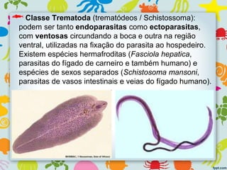 Classe Trematoda (trematódeos / Schistossoma):
podem ser tanto endoparasitas como ectoparasitas,
com ventosas circundando a boca e outra na região
ventral, utilizadas na fixação do parasita ao hospedeiro.
Existem espécies hermafroditas (Fasciola hepatica,
parasitas do fígado de carneiro e também humano) e
espécies de sexos separados (Schistosoma mansoni,
parasitas de vasos intestinais e veias do fígado humano).
 
