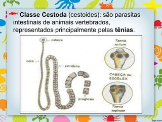 Classe Cestoda (cestoides): são parasitas
intestinais de animais vertebrados,
representados principalmente pelas tênias.
 