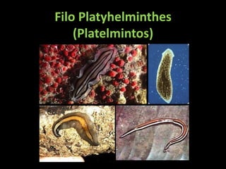 Filo Platyhelminthes
    (Platelmintos)
 