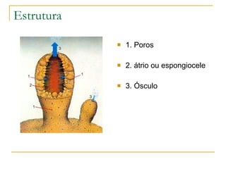 Estrutura

               1. Poros

               2. átrio ou espongiocele

               3. Ósculo
 