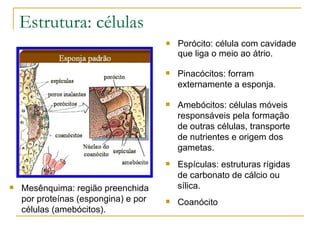 Estrutura: células
                                         Porócito: célula com cavidade
                                          que liga o meio ao átrio.

                                         Pinacócitos: forram
                                          externamente a esponja.

                                         Amebócitos: células móveis
                                          responsáveis pela formação
                                          de outras células, transporte
                                          de nutrientes e origem dos
                                          gametas.
                                         Espículas: estruturas rígidas
                                          de carbonato de cálcio ou
   Mesênquima: região preenchida         sílica.
    por proteínas (espongina) e por      Coanócito
    células (amebócitos).
 