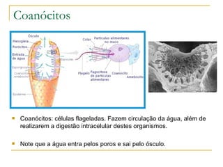 Coanócitos




   Coanócitos: células flageladas. Fazem circulação da água, além de
    realizarem a digestão intracelular destes organismos.

   Note que a água entra pelos poros e sai pelo ósculo.
 