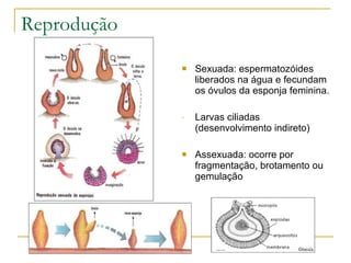 Reprodução
                Sexuada: espermatozóides
                 liberados na água e fecundam
                 os óvulos da esponja feminina.

             -   Larvas ciliadas
                 (desenvolvimento indireto)

                Assexuada: ocorre por
                 fragmentação, brotamento ou
                 gemulação
 