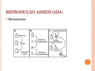 REPRODUÇÃO ASSEXUADA: Brotamento 