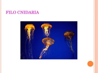 FILO CNIDARIA 
