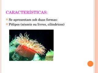 CARACTERÍSTICAS: Se apresentam sob duas formas: Pólipos (sésseis ou livres, cilíndricos)‏ 
