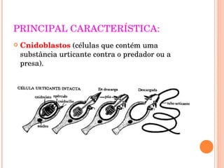 PRINCIPAL CARACTERÍSTICA: Cnidoblastos  (células que contém uma substância urticante contra o predador ou a presa). 