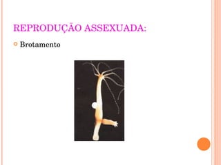REPRODUÇÃO ASSEXUADA: Brotamento 
