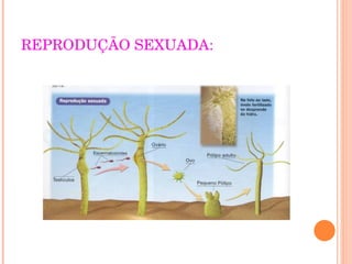 REPRODUÇÃO SEXUADA: 